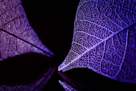 Skeleton leaves on blured background, close upの写真素材