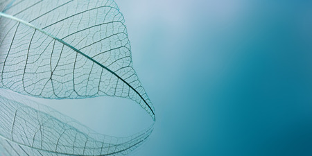 Skeleton leaves on blured background, close upの写真素材