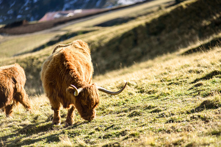 Highland cattle in dolomites alpの写真素材