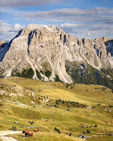Highland cattle in dolomites alpの写真素材