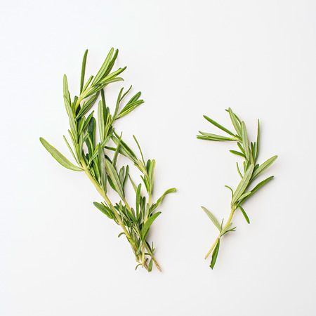 fresh rosemary bunch isolated on white backgroundの写真素材