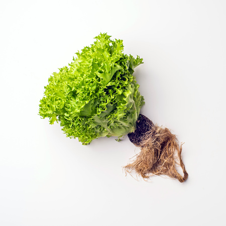 Green vegetables flat lay concept. lettuce salad on white background, top view with empty space for text.の写真素材