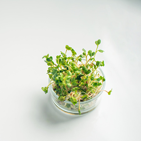 micro greens in glass pot on a white background, blank space for text.の写真素材