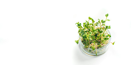 micro greens in glass pot on a white background, blank space for text.の写真素材
