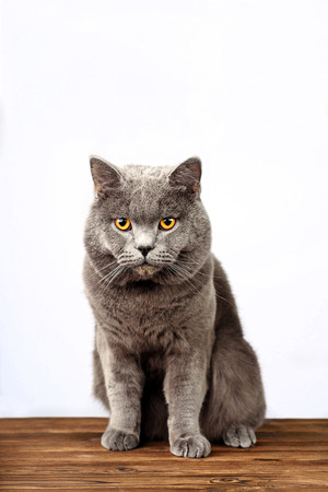 Gray cat on a white background, scottish straight cat look in cameraの写真素材