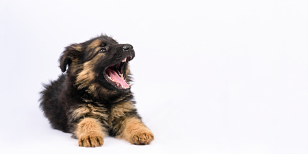 one german shepherd puppy posing on a white backgroundの写真素材