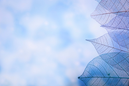 Skeleton leaves on blured background, close up