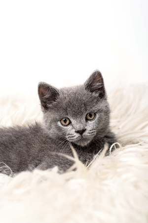 small british kitten on the sheep clothingの写真素材