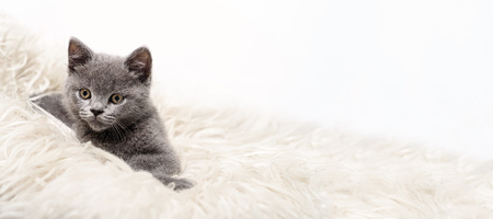 small british kitten on the sheep clothingの写真素材