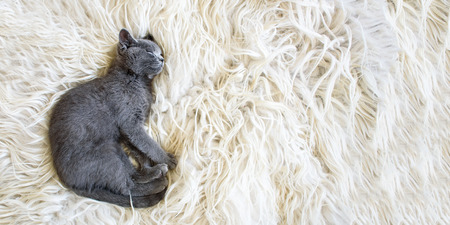 small british kitten on the sheep clothingの写真素材