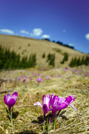 Blossom of crocuses at spring in Alps mountainsの写真素材