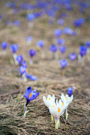 Blossom of crocuses at spring in Alps mountainsの写真素材