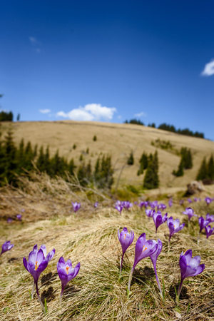 Blossom of crocuses at spring in Alps mountainsの写真素材