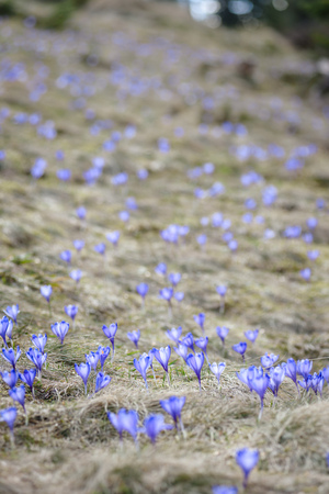 Blossom of crocuses at spring in Alps mountainsの写真素材