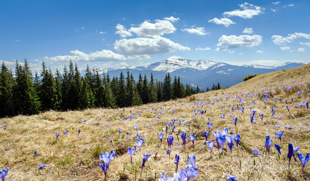 Blossom of crocuses at spring in Alps mountainsの写真素材