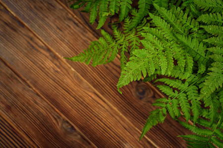 green fern leaves on brown oak wood background with copy spaceの写真素材