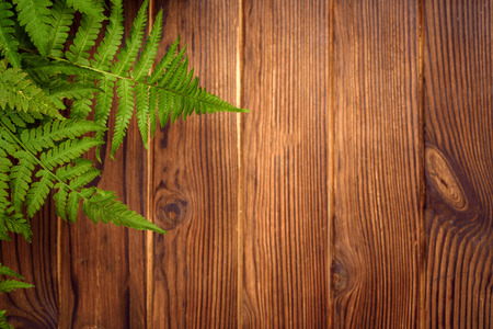 green fern leaves on brown oak wood background with copy spaceの写真素材