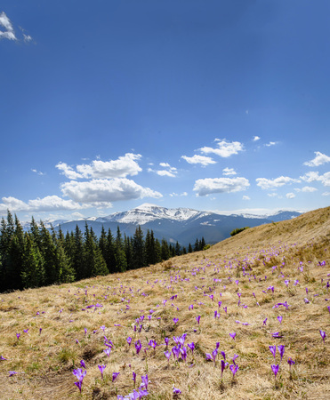 Blossom of crocuses at spring in Alps mountainsの写真素材