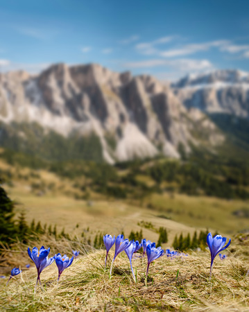 Blossom of crocuses at spring in Alps mountainsの写真素材