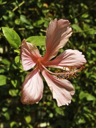 Pink flowerの写真素材