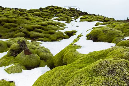 Moss
