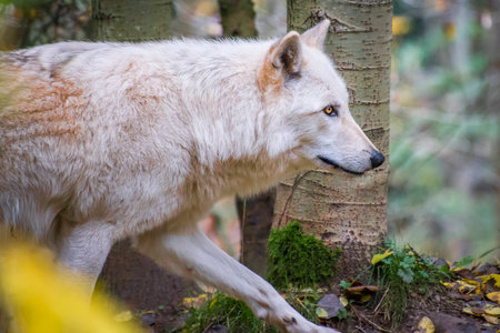 Wolf on the Prowlの写真素材