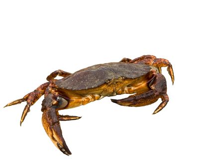 Red rock crab moving sideways isolated over whiteの写真素材