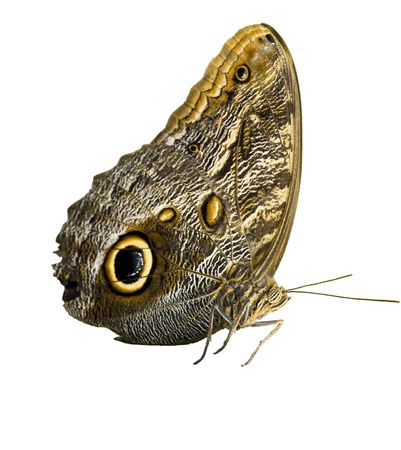 Butterfly Blue Morph isolated over whiteの写真素材