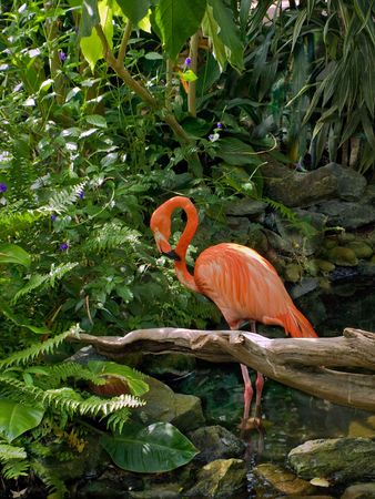 Flamingo in a water stream amidst lush greeneryの写真素材
