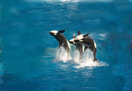 Three killer whales breaching out of the waterの写真素材