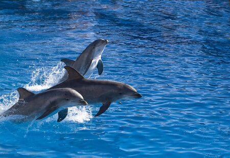 Three bottle-nosed dolphins jump out of the waterの写真素材