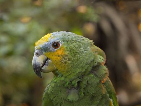 Green parrot close-up against blurry plants backgroundの写真素材