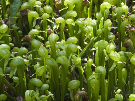 Rare carnivorous plant Cobra lilies (Darlingtonia californica)の写真素材