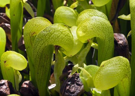 Rare carnivorous plant Cobra lilies (Darlingtonia californica)の写真素材