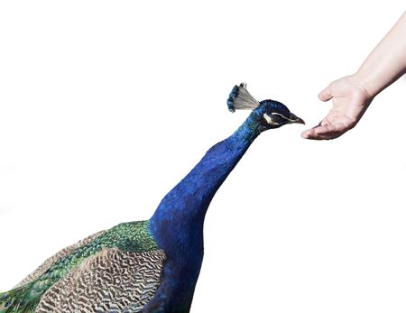 Male peacock is eating a peanut off the female hand, isolated on whiteの写真素材