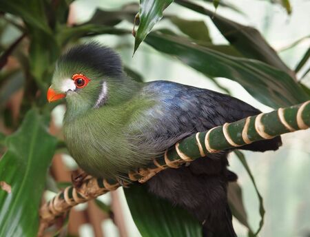 African Turaco perched on a tree branch, over whiteの写真素材