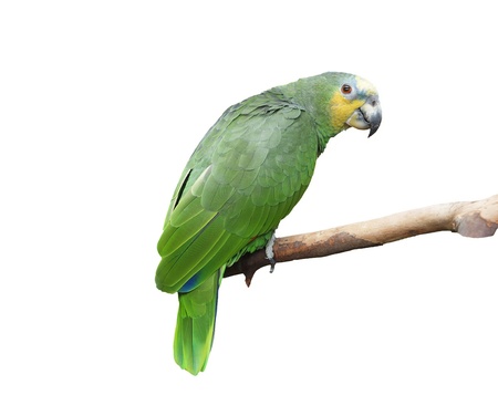 Green parrot perched on a branch, isolated over whiteの写真素材