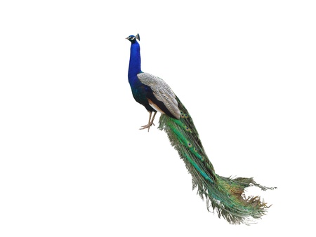 Colorful peacock isolated over whiteの写真素材