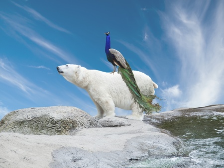 Peacock sits on a polar bear, symbolizing species migration caused by climate changeの写真素材