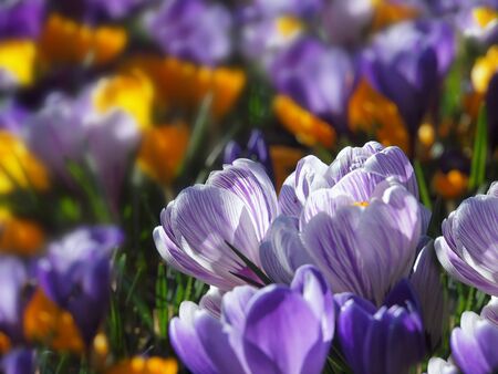 Image of blue and yellow crocuses with blurred background create a card の写真素材