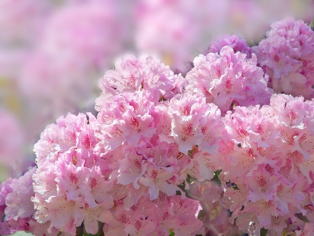 Image of pink rhododendron bloom with faded corner create a card with copyspace for textの写真素材