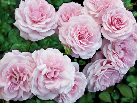 Image of pink roses with green backround create a summer-themed card の写真素材