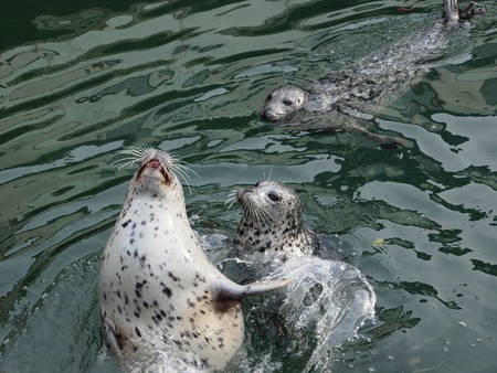 Three Harbour Seals (Phoca vitulina) poke their heads out of the waterの写真素材