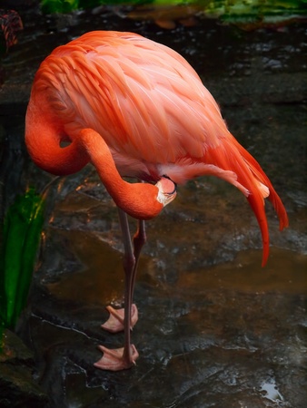 Pink flamingo cleaning his feathersの写真素材