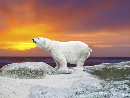 Polar bear stands on the rocks near the pond against dramaric sunsetの写真素材
