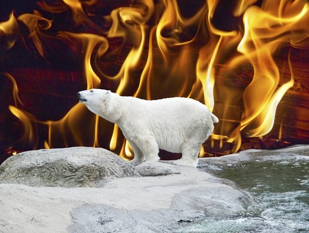 Polar bear stand on the rocks against fiery backdrop symbolizing global warmingの写真素材
