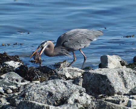 Great Blue Heorn (Ardea herodias) with caught fish in the beakの写真素材
