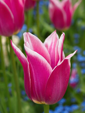 Triumph Tulip Barcelona blossoming on the flowerbed among forget-me-notsの写真素材