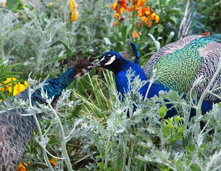 Peacock and peahen courting in the colorful flowerbedの写真素材