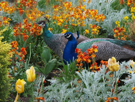 Peacock and peahen courting in the colorful flowerbedの写真素材